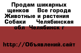 Продам шикарных щенков  - Все города Животные и растения » Собаки   . Челябинская обл.,Челябинск г.